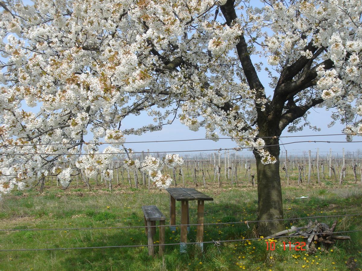 Appartamento Siebenbruederhof Weiden am See Esterno foto