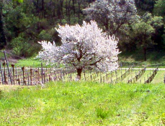 Appartamento Siebenbruederhof Weiden am See Esterno foto